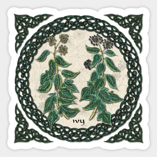 Celtic Ivy Sticker